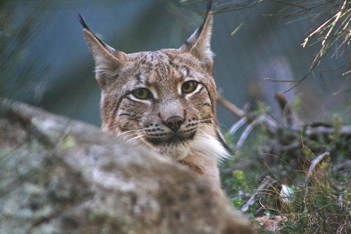 Sis entitats ecologistes volen recuperar el projecte per reintroduir el linx boreal al Pirineu