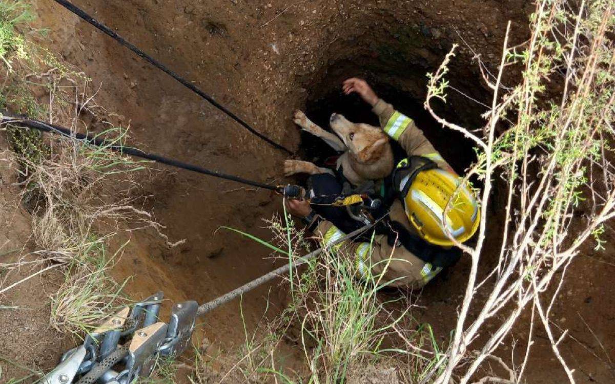 Els Bombers rescaten un gos que havia caigut en un forat de deu metres de profunditat a Cambrils