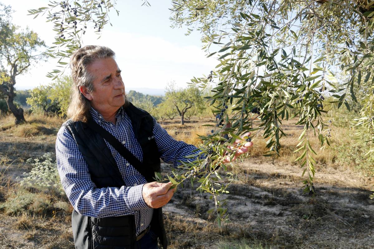 La DOP Les Garrigues preveu produir la meitat del previst de quilos d’olives per la falta de pluges