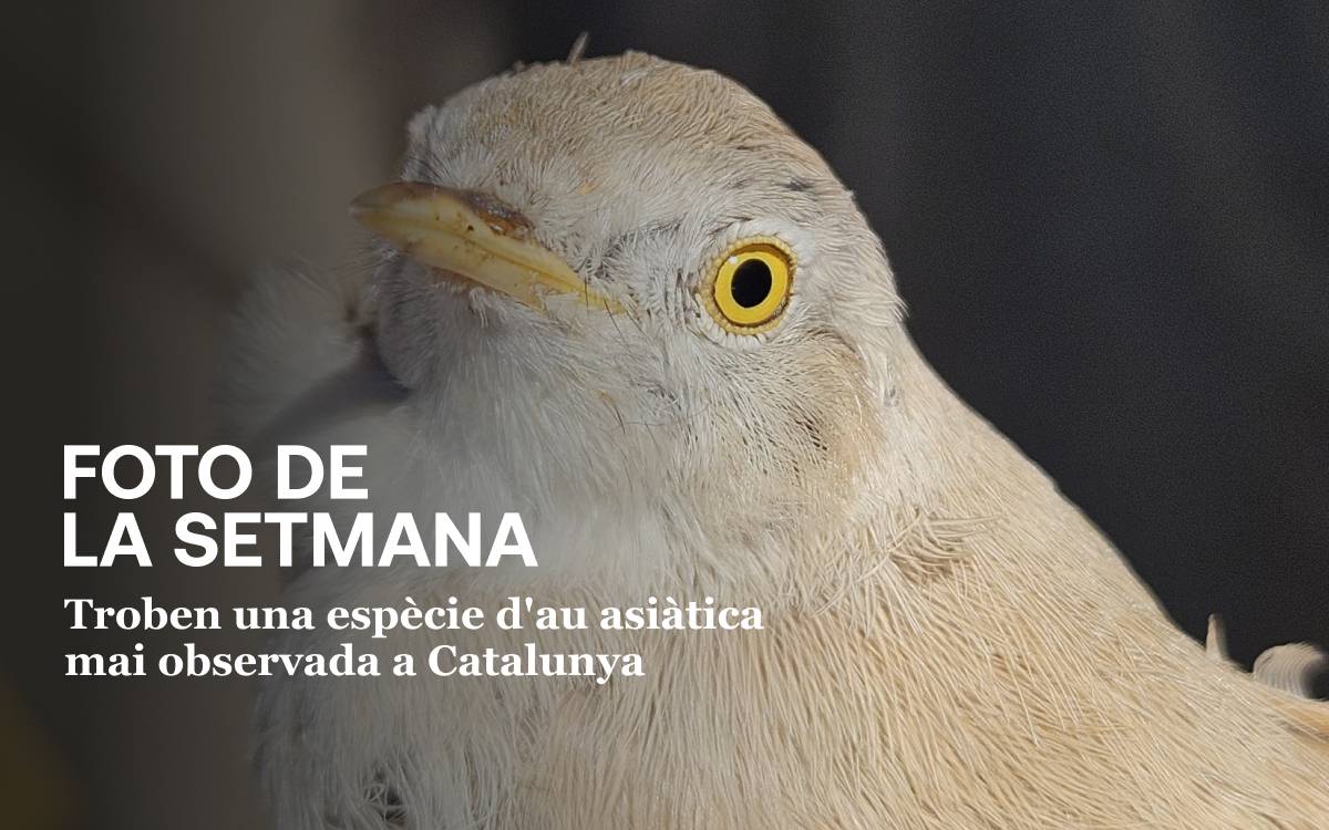 Espècie asiàtica - Espècie asiàtica