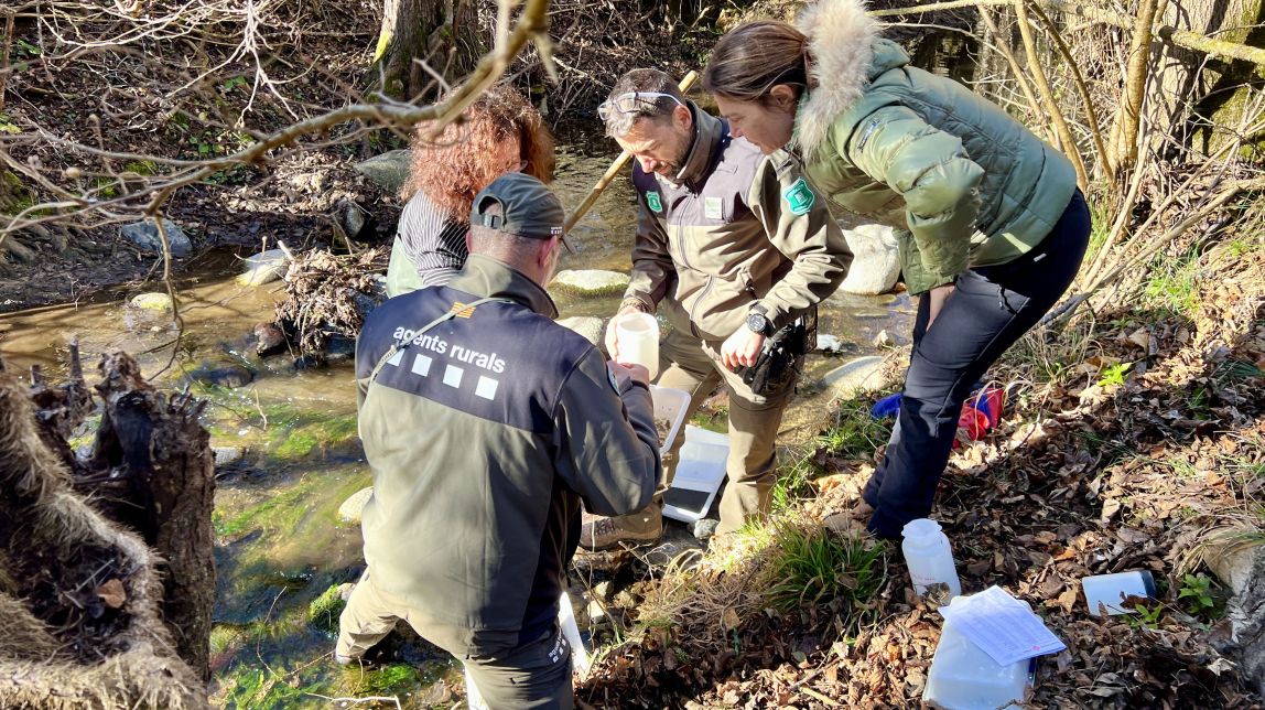 Els Agents Rurals fan un estudi de macroinvertebrats a la riera Major de Viladrau després de la mort de 200 peixos