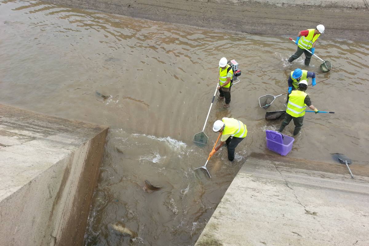 Endesa buida els canals de Balaguer, Térmens i Lleida durant set setmanes per tasques de manteniment