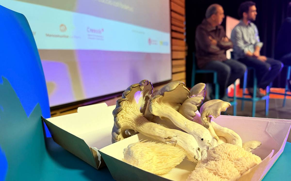 Osona aposta per reconvertir granges i naus en desús per al cultiu de bolets