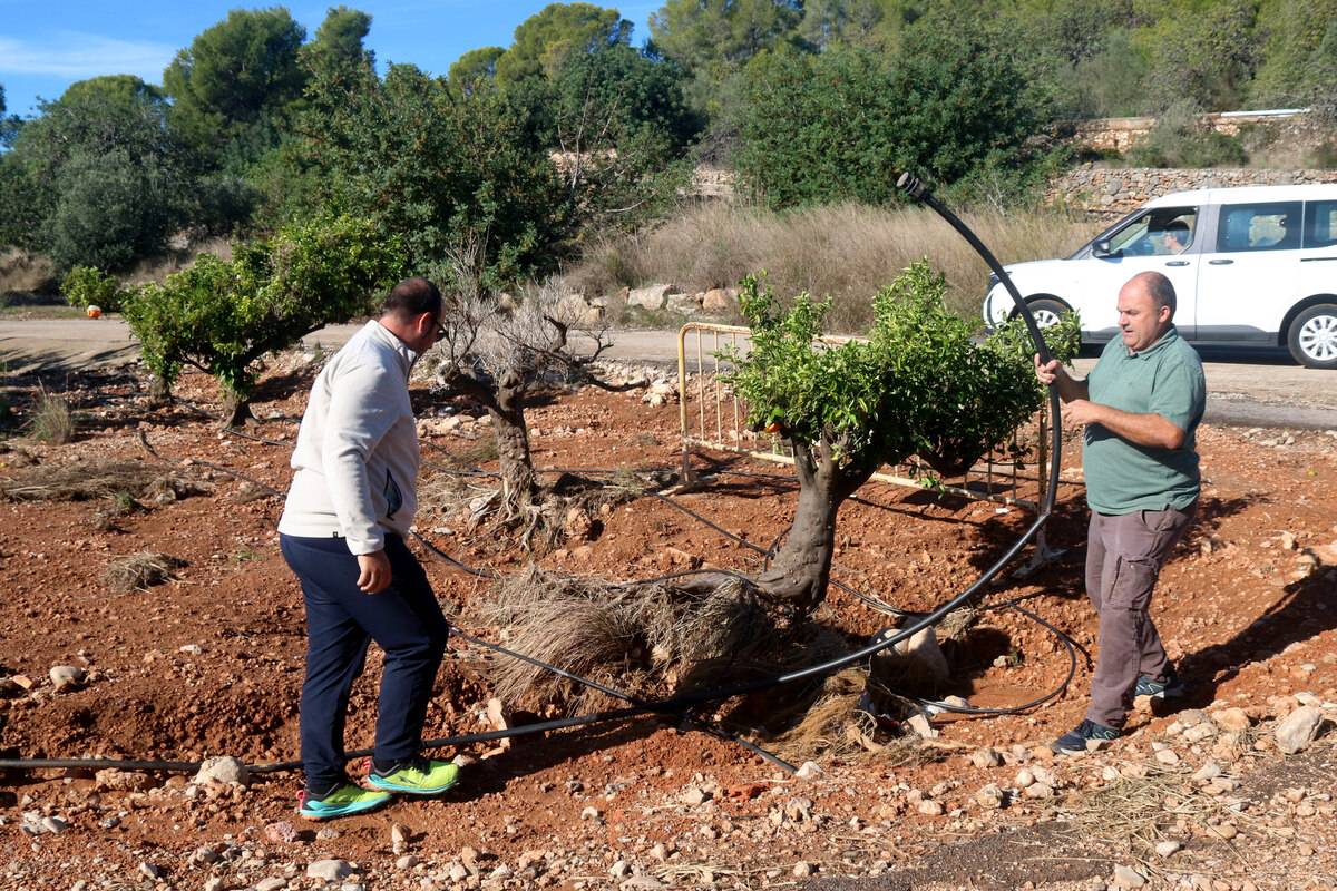 Unió de Pagesos reclama ajuts directes per frenar la crisi dels cítrics a les Terres de l’Ebre