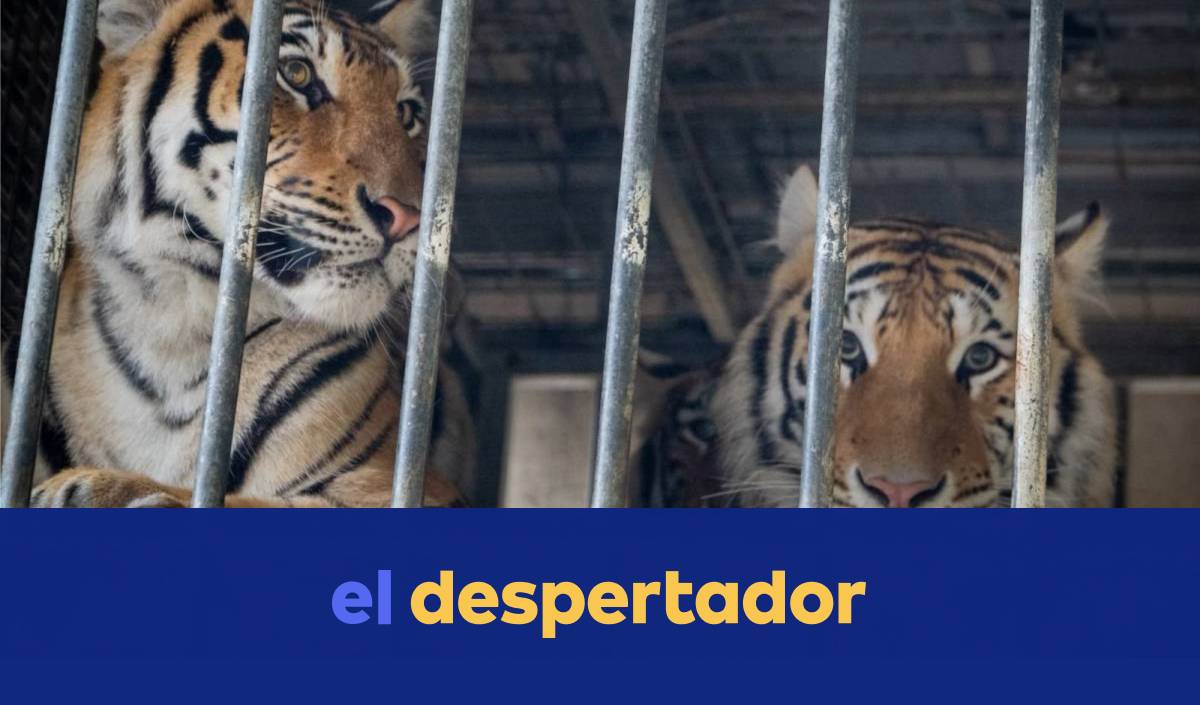 El tigre engabiat