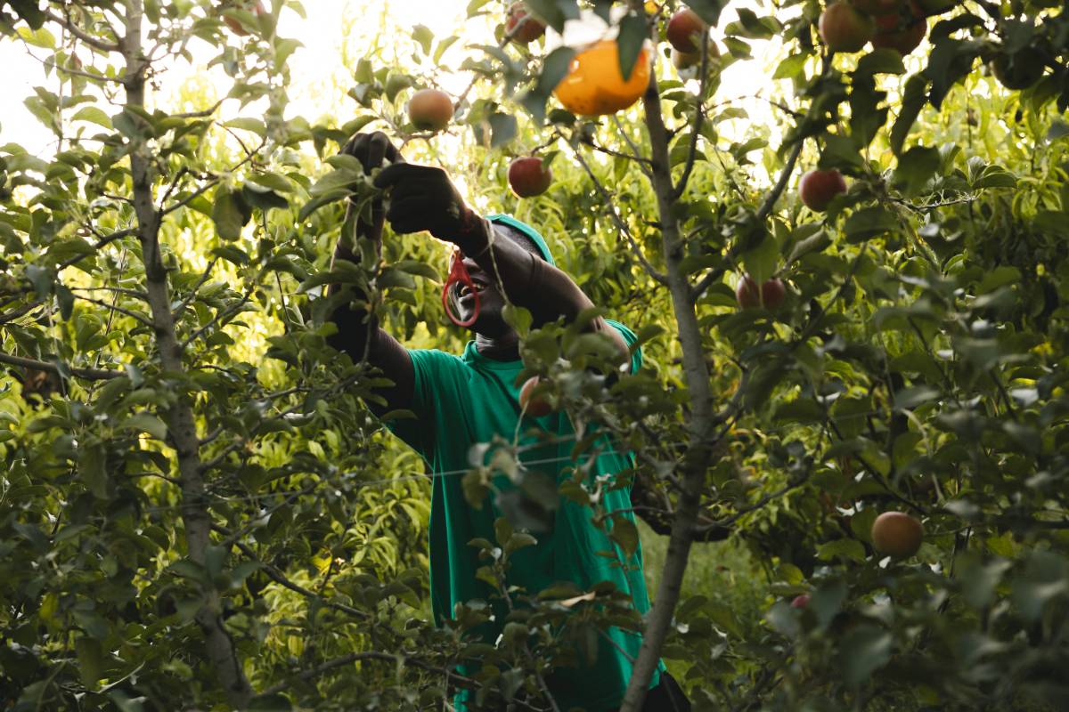Recol·lecció de pomes ecològiques per elaborar suc de poma ecològic - Generalitat de Catalunya Recol·lecció de pomes ecològiques per elaborar suc de poma ecològic