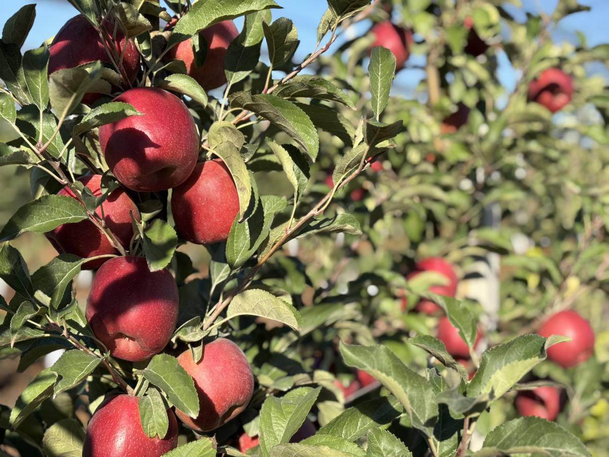 Una nova poma per fer front a climes més càlids: el fruit de vint anys de recerca catalana