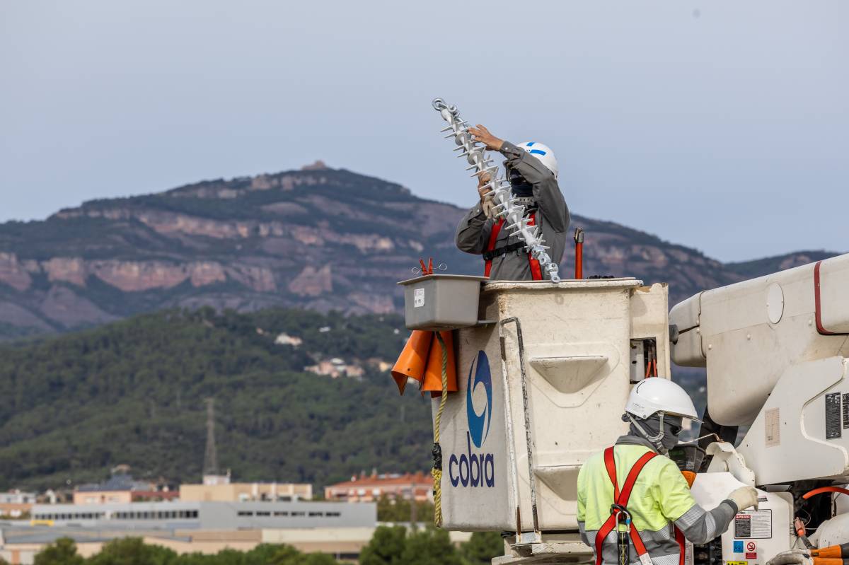 Adaptar la xarxa elèctrica per millorar la supervivència dels ocells