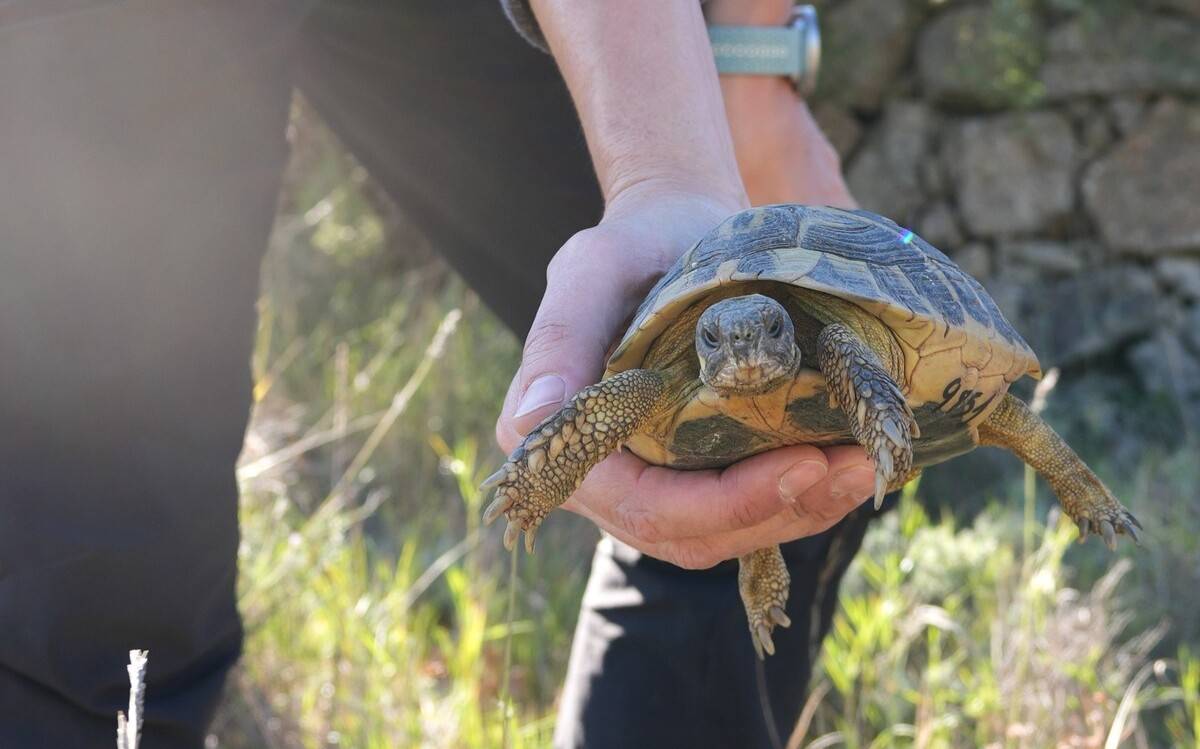 Alliberades prop de 800 tortugues mediterrànies al parc natural dels Ports