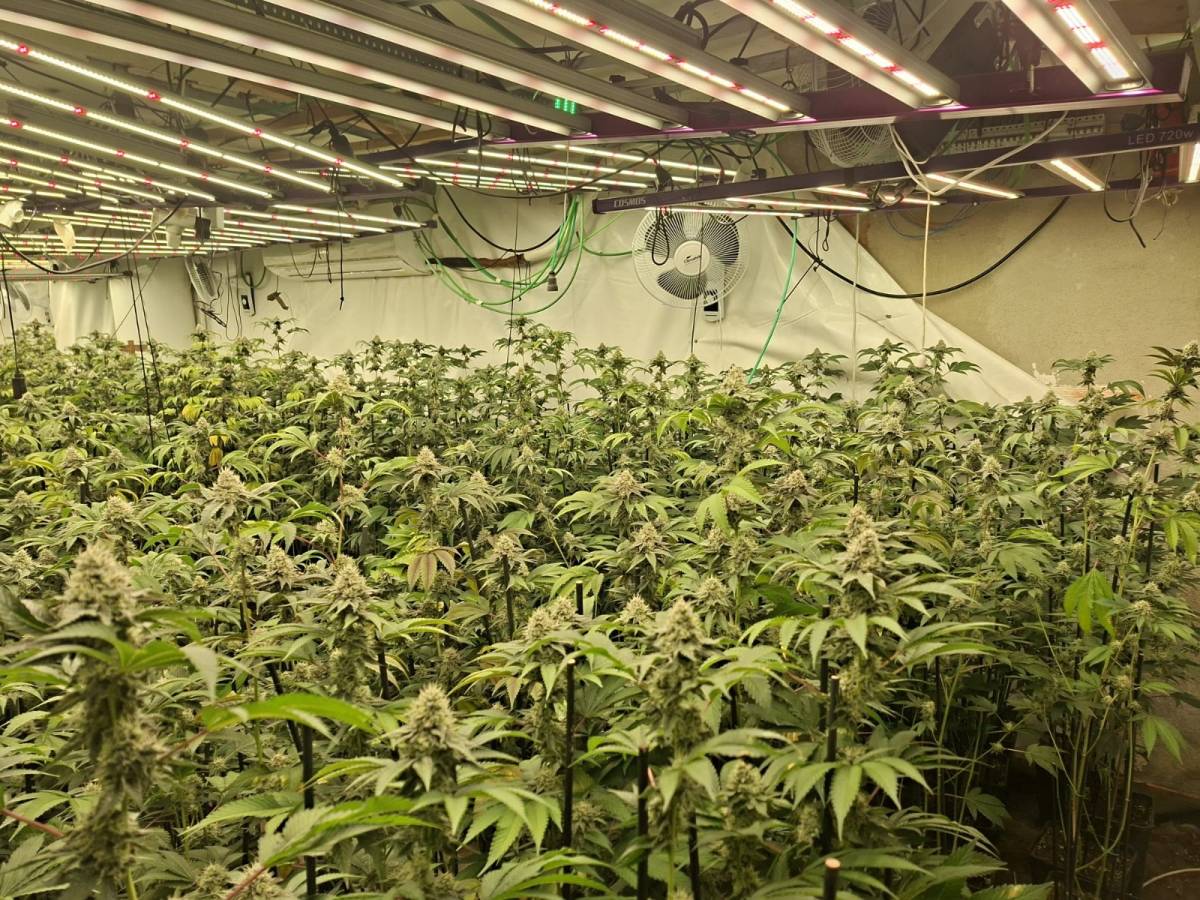 Plantació de marihuana al carrer de la Guinea - Cedida Plantació de marihuana al carrer de la Guinea