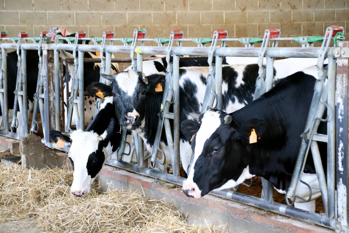 El virus que només afecta animals arriba als humans: mor el primer infectat a França