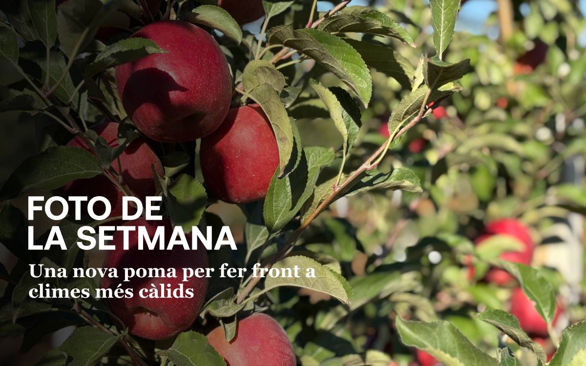 Foto de la setmana: Una nova poma per fer front a climes més càlids