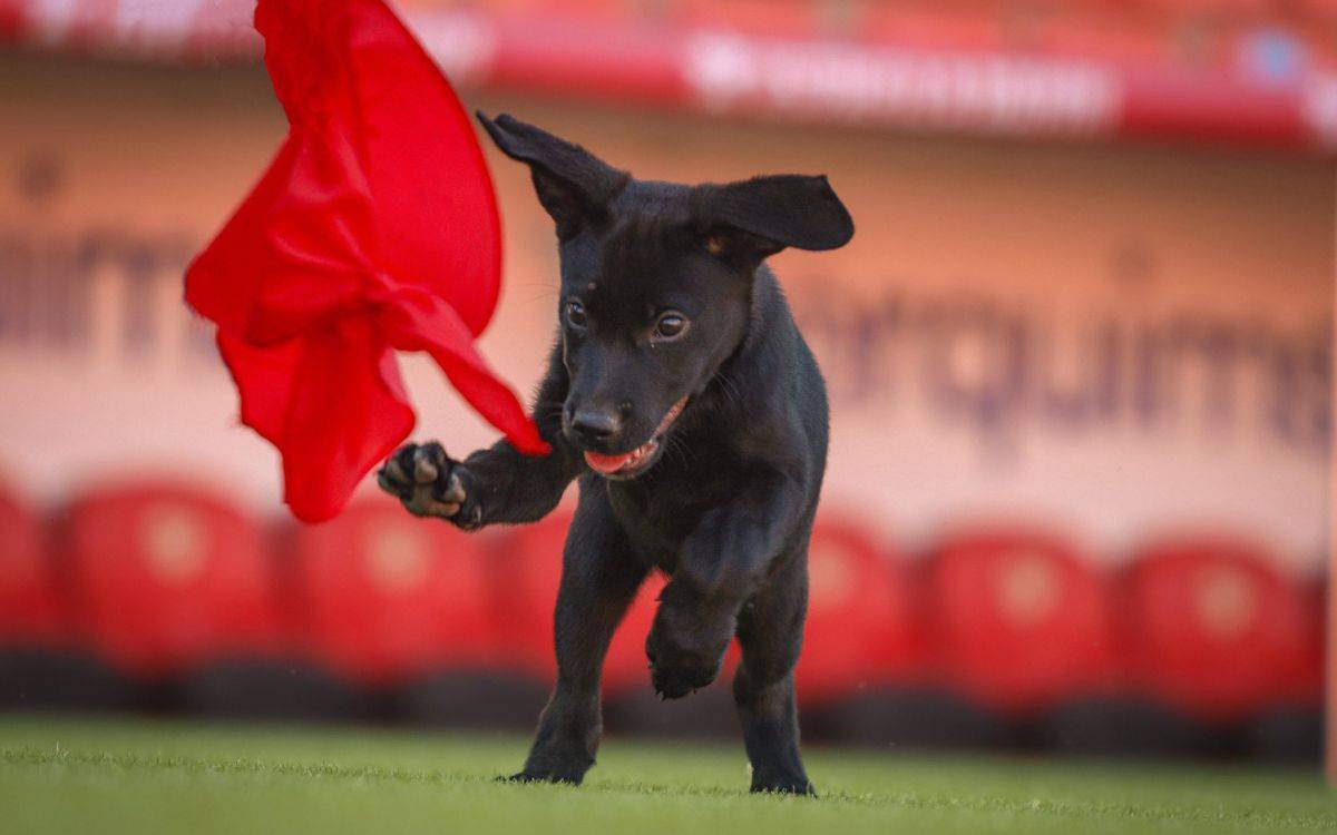 Dol al Nàstic per la mort de la gosseta Perla, ambaixadora del club grana