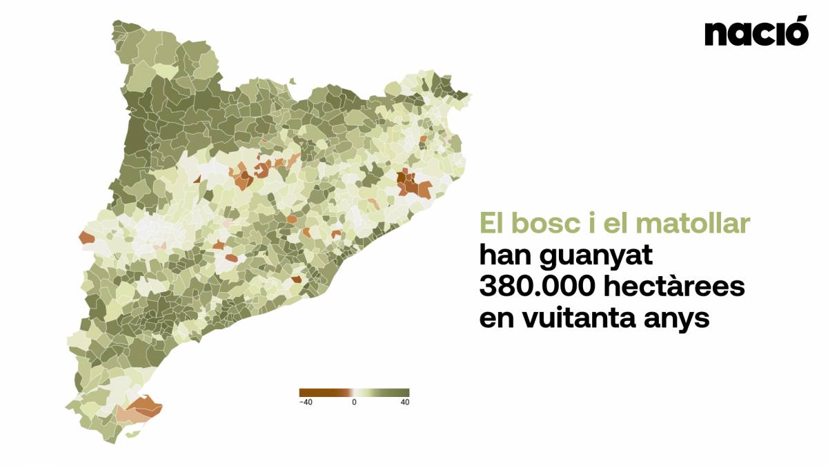 Comparació de la massa forestal i matollar (1945 - 2025)