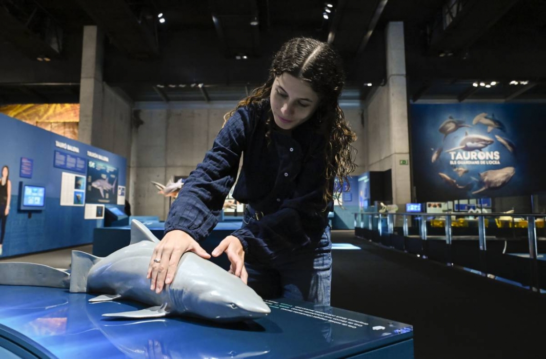 Taurons a CosmoCaixa: una aventura en família per descobrir els guardians dels oceans