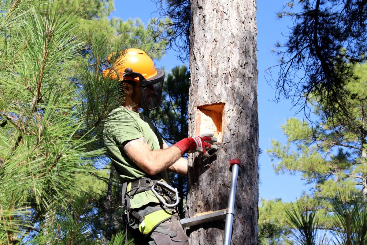 Creen més de 200 refugis als arbres per afavorir l'augment de biodiversitat als boscos de la Catalunya Central