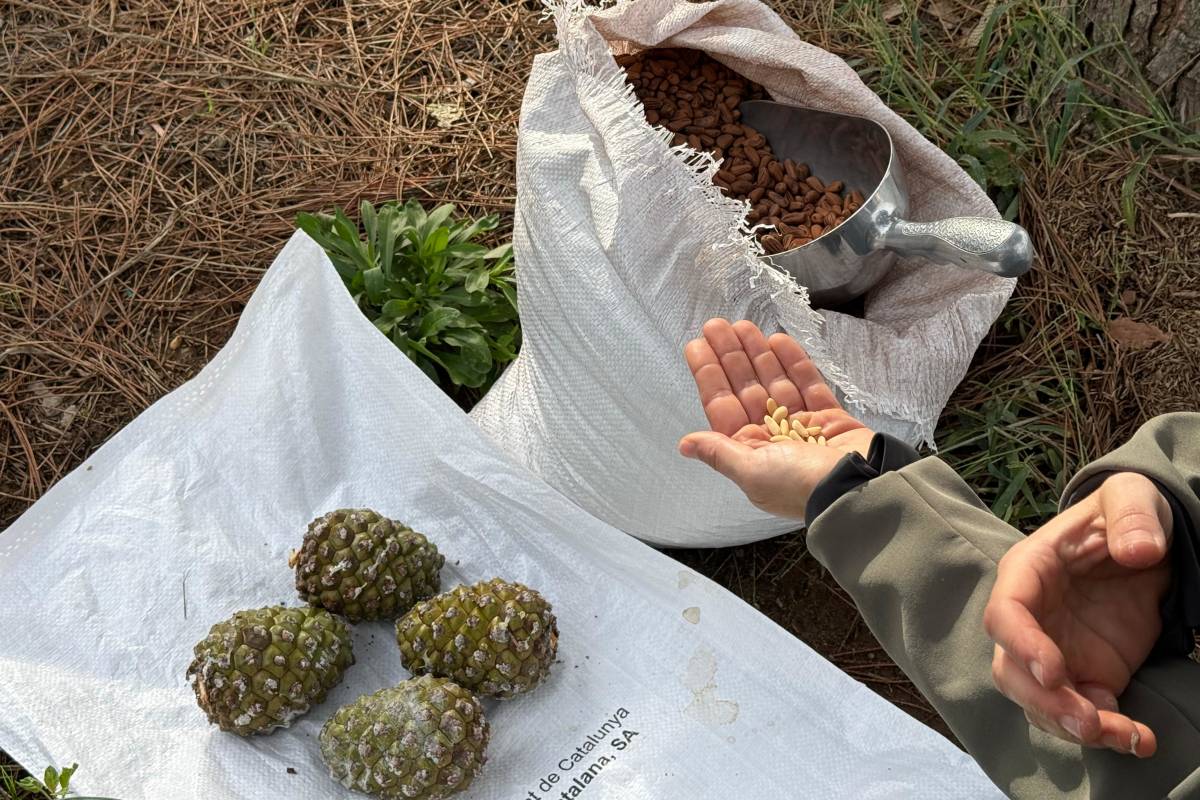 Un aliment de luxe augmentarà la producció amb un experiment al Montseny