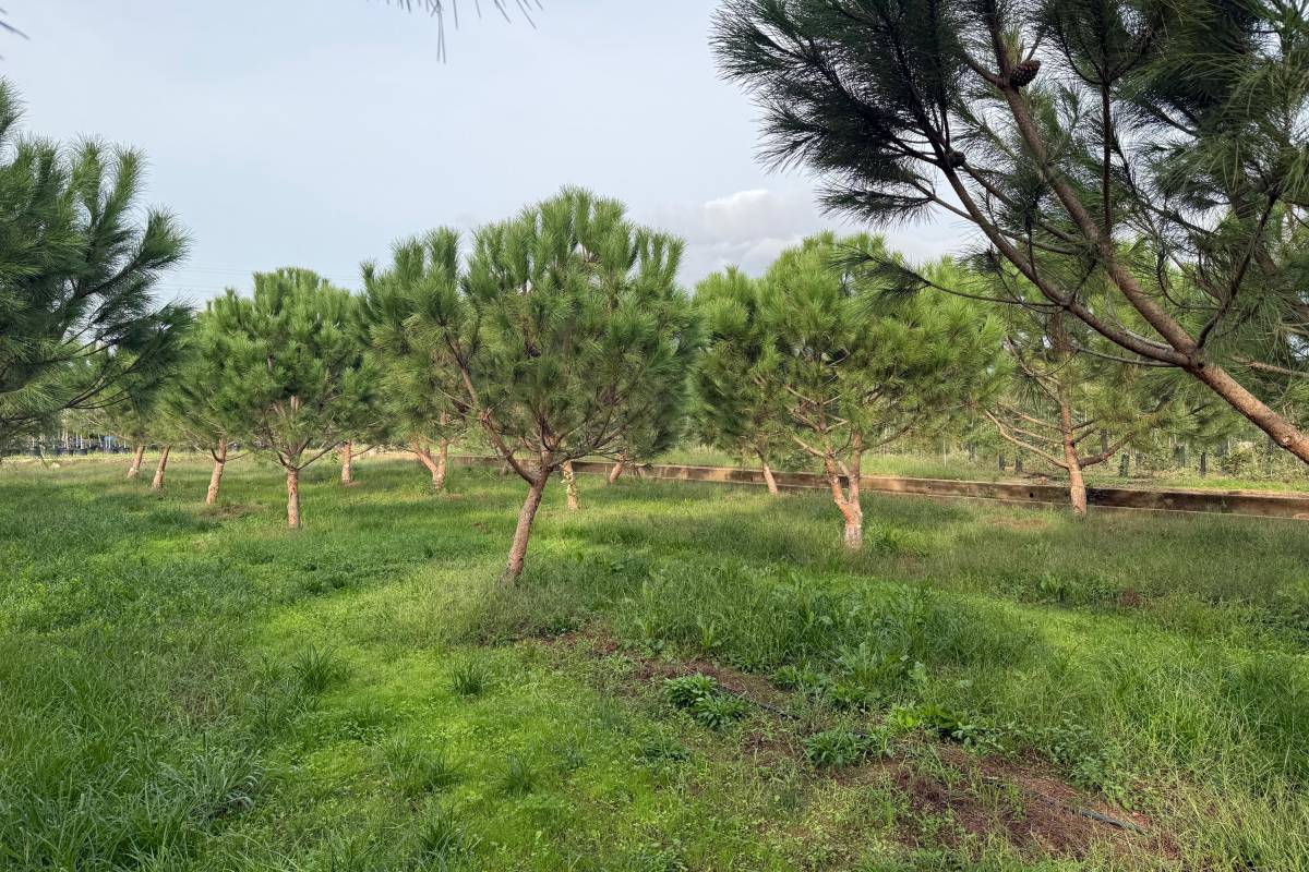 Pins a la Forestal Catalana de Sant Feliu de Buixalleu. - ACN Pins a la Forestal Catalana de Sant Feliu de Buixalleu.
