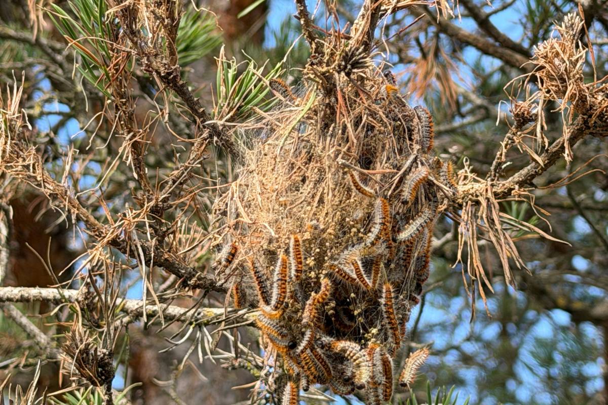 El Solsonès rep un tractament aeri intensiu per frenar la plaga de la processionària del pi