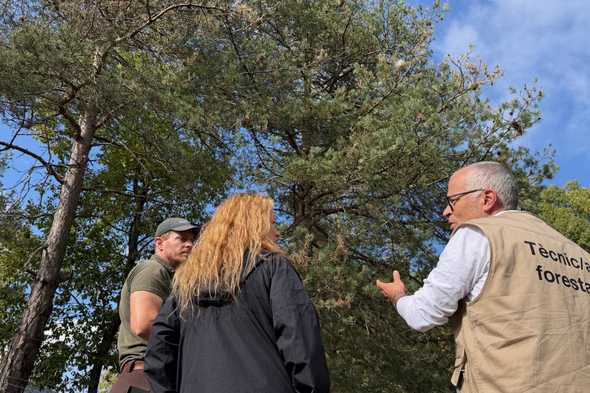 Tècnics parlen amb la propietària del turisme rural davant un arbre amb bosses de processionària - ACN Tècnics parlen amb la propietària del turisme rural davant un arbre amb bosses de processionària