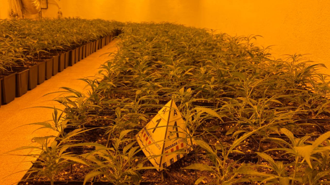 El xalet d'Altafulla que amagava milers de plantes a l'interior: hi ha diversos detinguts