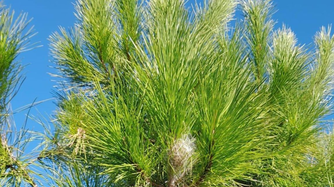 El servei de Jardineria de Reus inicia el tractament contra la processionària del pi