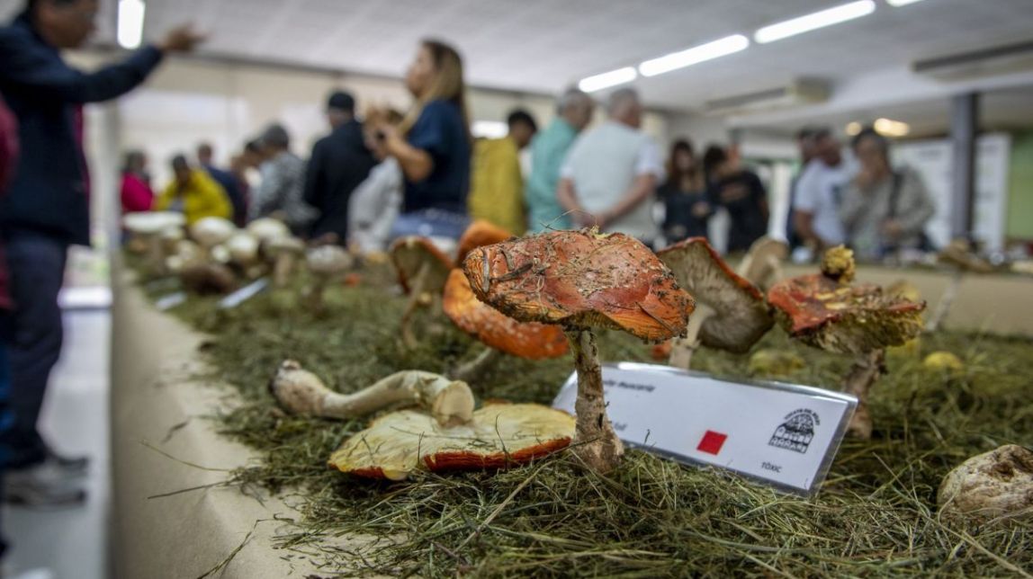El Morell acull aquest cap de setmana la 28a edició de la Mostra de Bolets