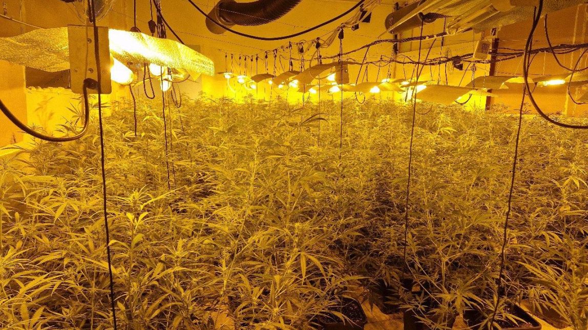 Dos detinguts i més de mil plantes de marihuana comissades en una nau industrial de Masllorenç