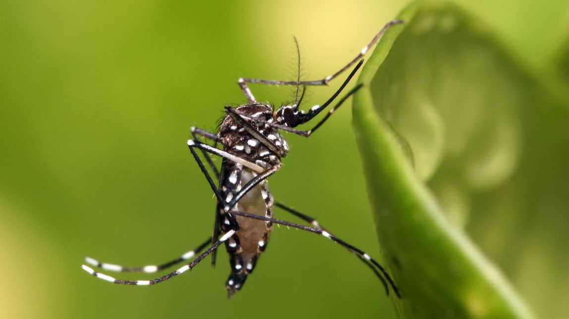 Detecten cinc casos de dengue autòcton en un municipi de Tarragona