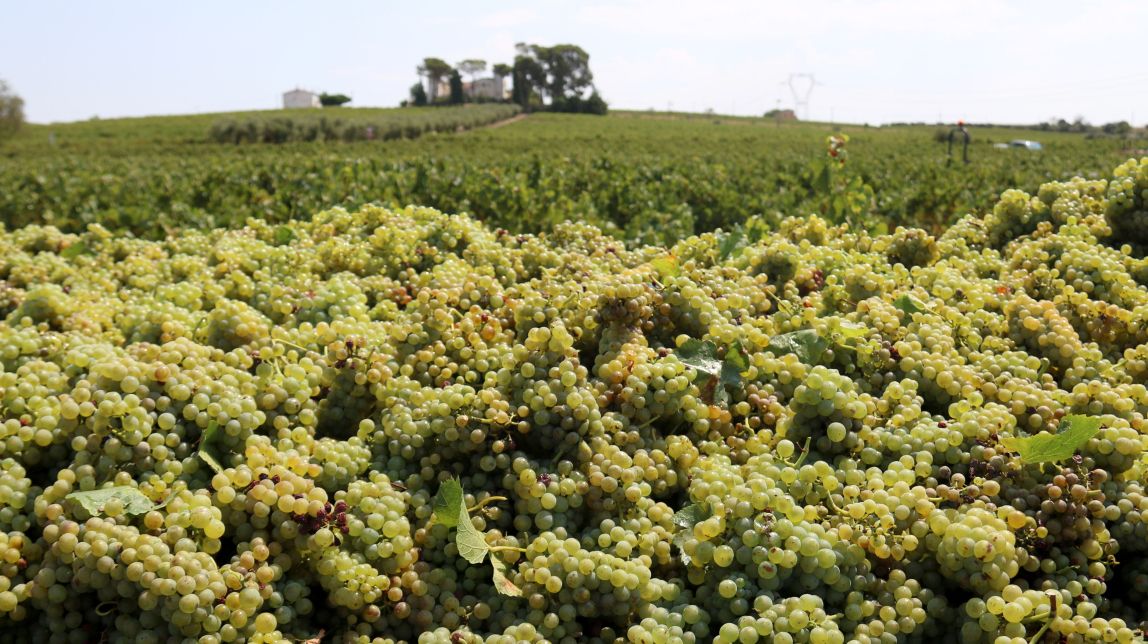 Les pluges de la primavera esperancen la verema a la DO Penedès, a l’aguait de l’afectació pel míldiu