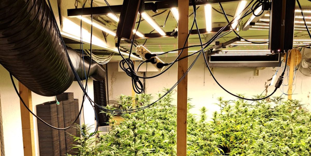 Endesa desconnecta cada setmana una cinquantena de plantacions de marihuana a Tarragona