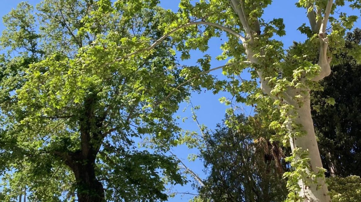 Revisaran l'estat dels arbres a Reus per podar aquells que resultin perillosos per a la ciutadania