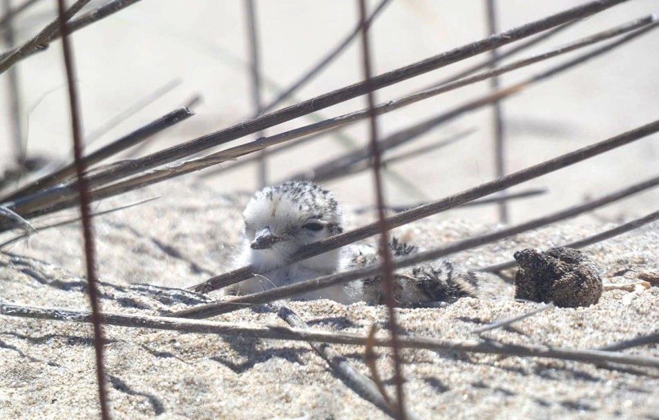 Primeres cries de Corriol Camanegre a la platja de Segur de Calafell