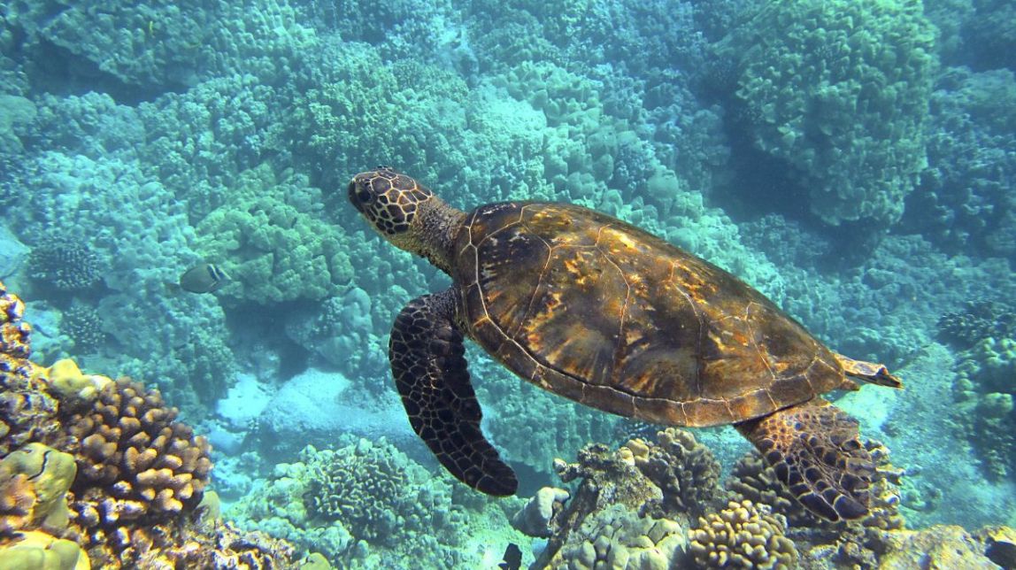 Cambrils tornarà al mar la tortuga 'Valenta' amb una jornada d'eco-conscienciació